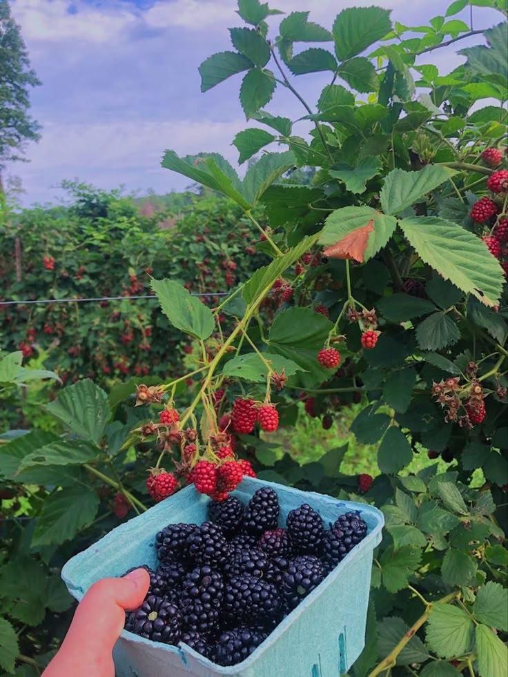 Rustic Berries Galore: Freshness in Every Box